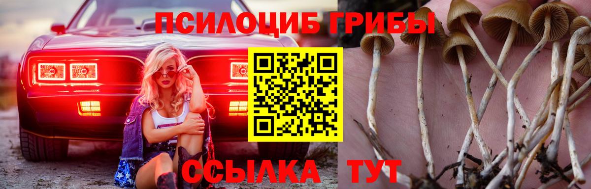 Псилоцибиновые грибы Cubensis  Вход с VPN  Новошахтинск 